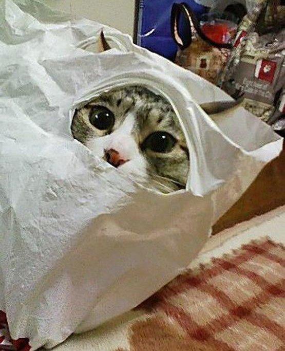 funny-cats-in-hiding-16.jpg